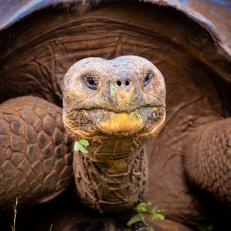 Close up of Galapagos giant tortoise in San Cristobal, Galapagos Island.